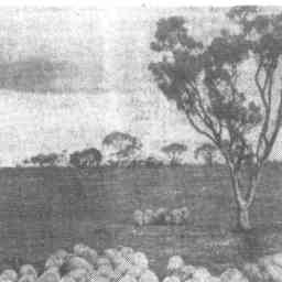 Image Tile