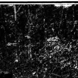 Image Tile