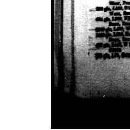 Image Tile