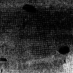 Image Tile