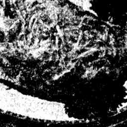 Image Tile