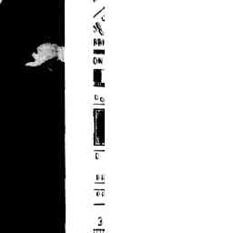 Image Tile