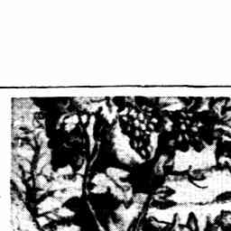Image Tile