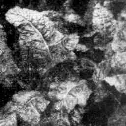 Image Tile