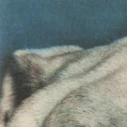 Image Tile