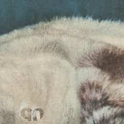 Image Tile