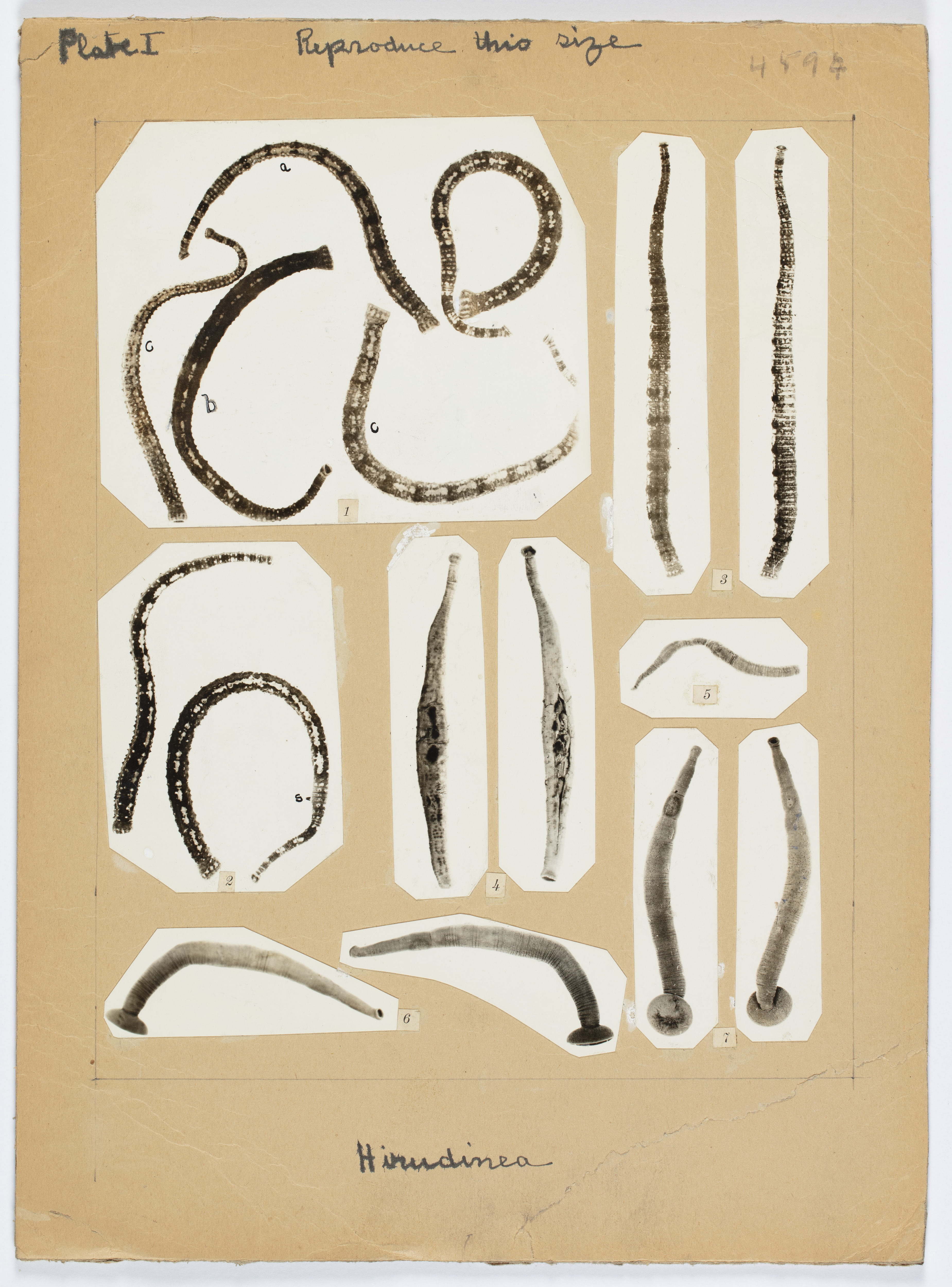 Images of various leeches.
