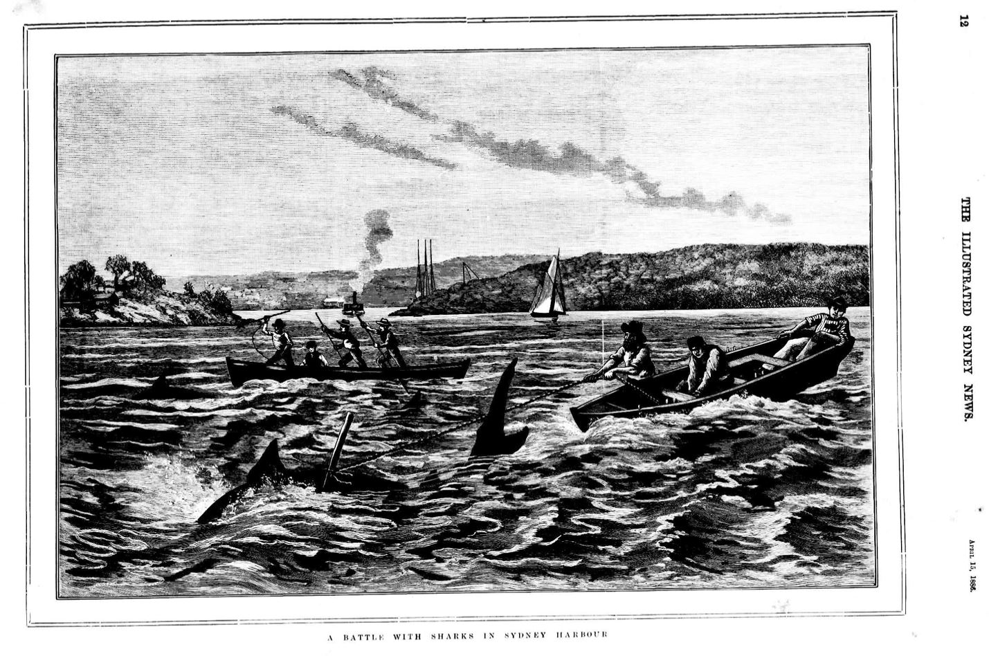 Black and white lithograph image of men in boats battling sharks in Berry Bay, Sydney Harbour