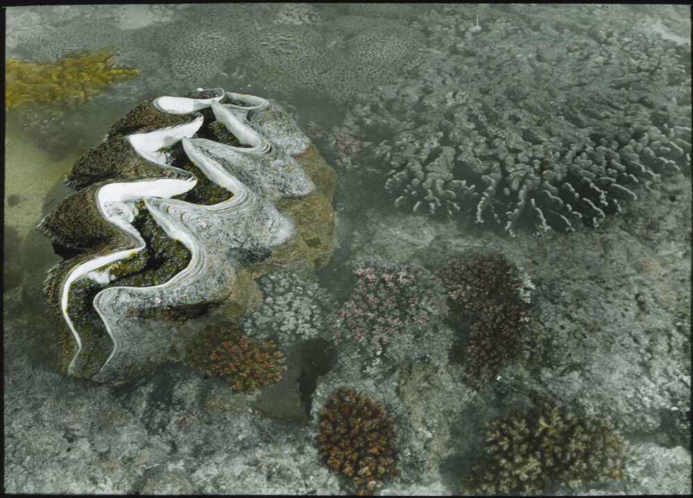 Colour photograph taken by Frank Hurley of a clam and coral at the Great Barrier Reef, Queensland