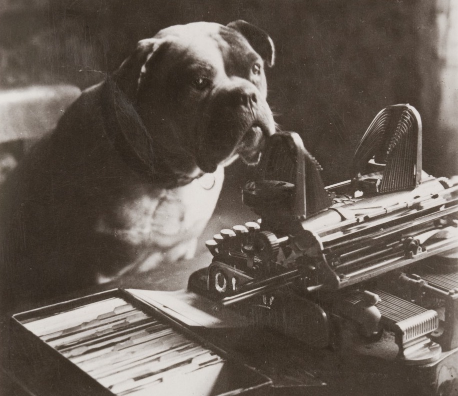 Bull dog sitting at an desk in front of a typewriter