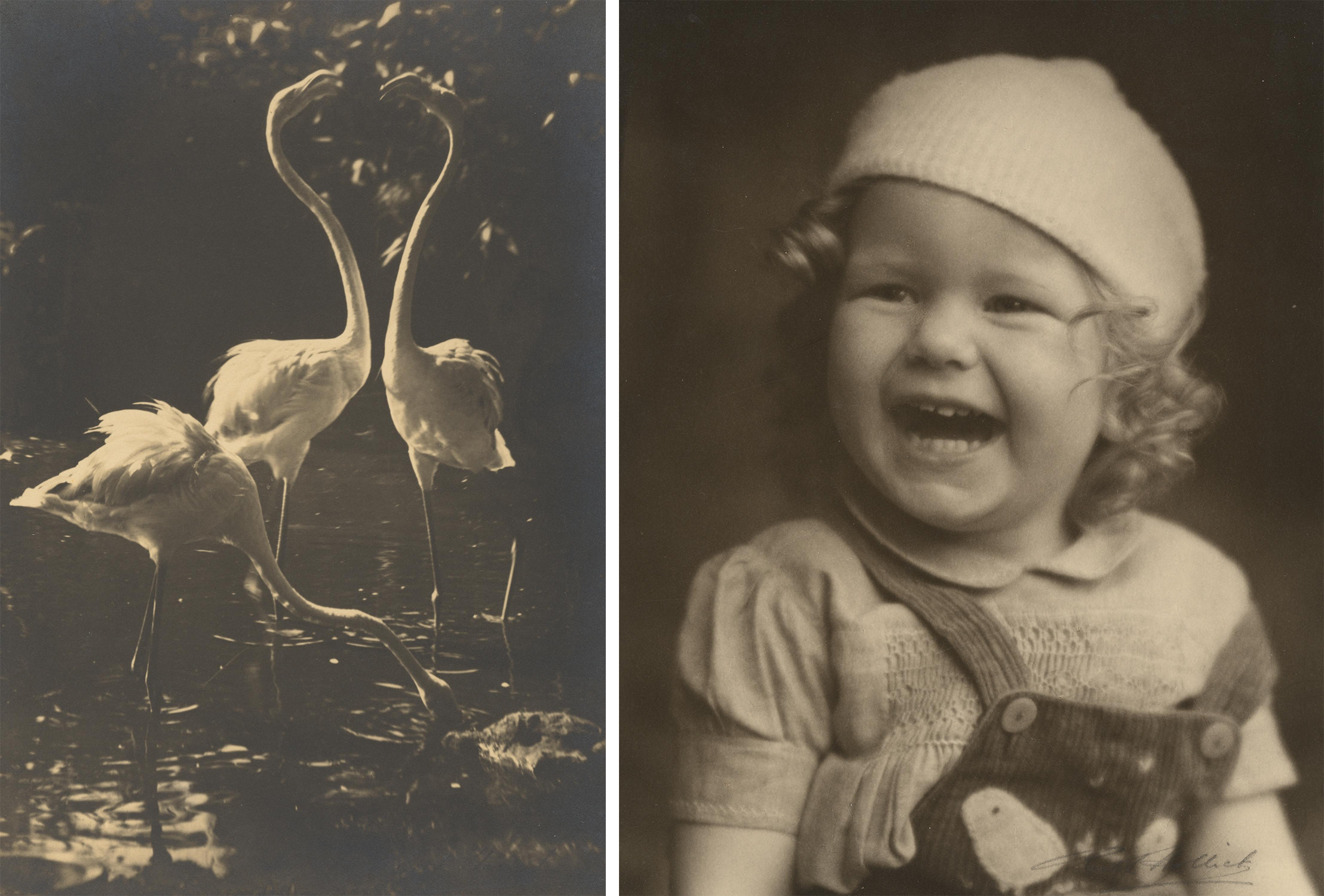 photo of three flamingos and a portrait of a little girl laughing