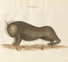 A strangely elongated and unrealistic illustration of a wombat, featured standing on the ground against a white background.