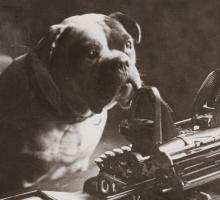 Bull dog siting at a desk in front of a typewriter