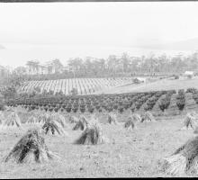 A large orchard of apple trees